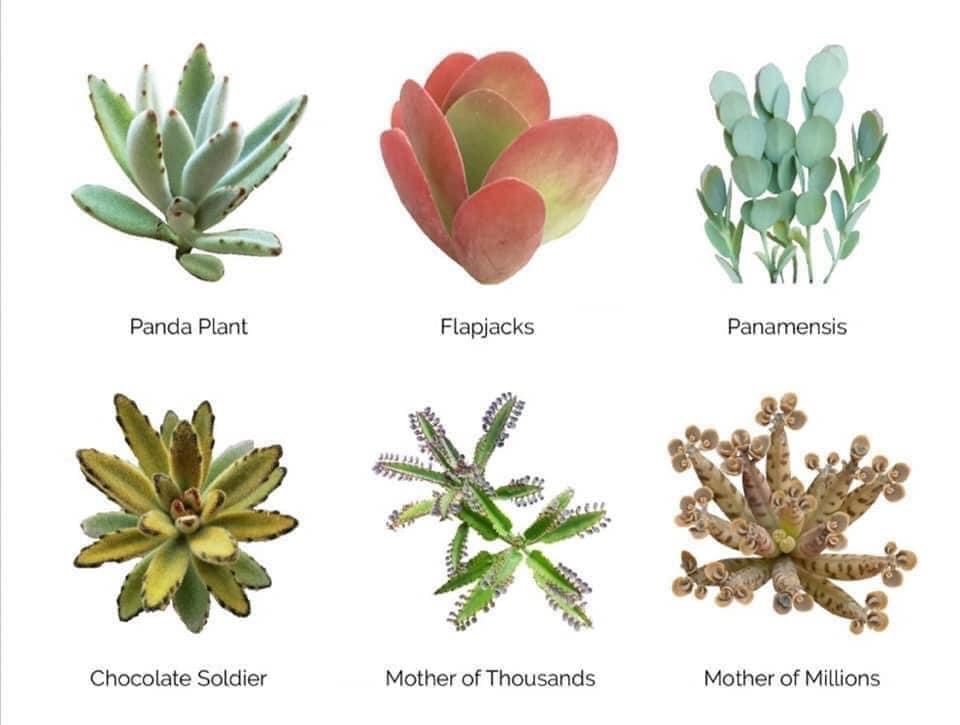 Identity of Succulents