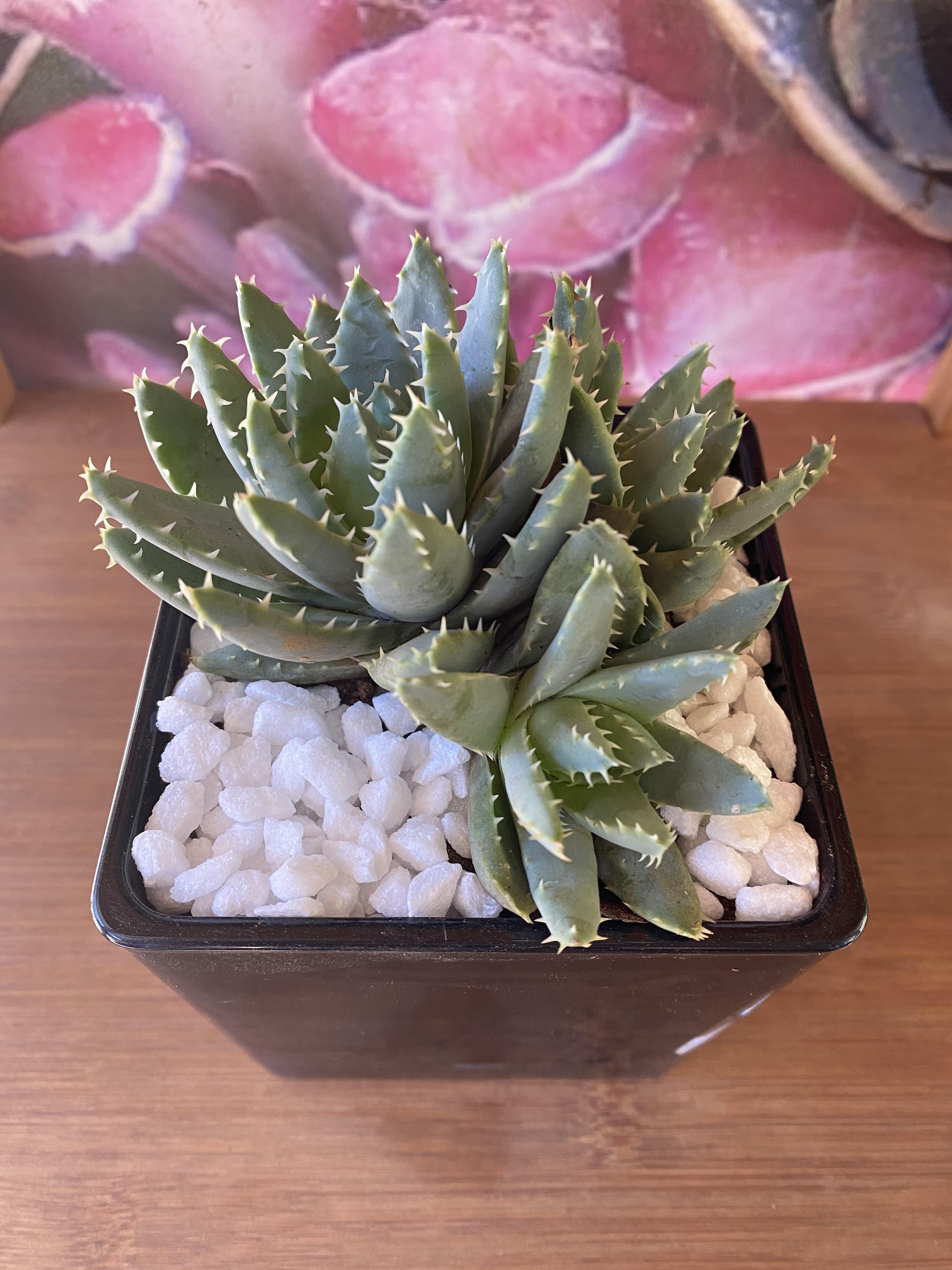 Black glass Planter and Aloe