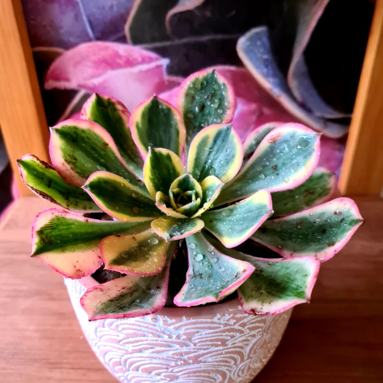 Aeonium Sunburst