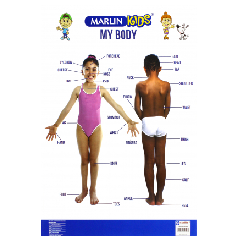 MARLIN KIDS: MY BODY CHART