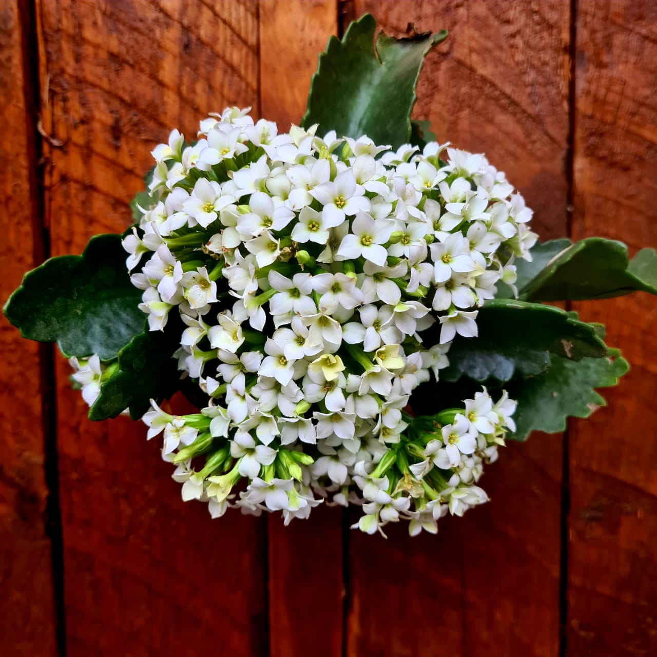 Kalanchoe